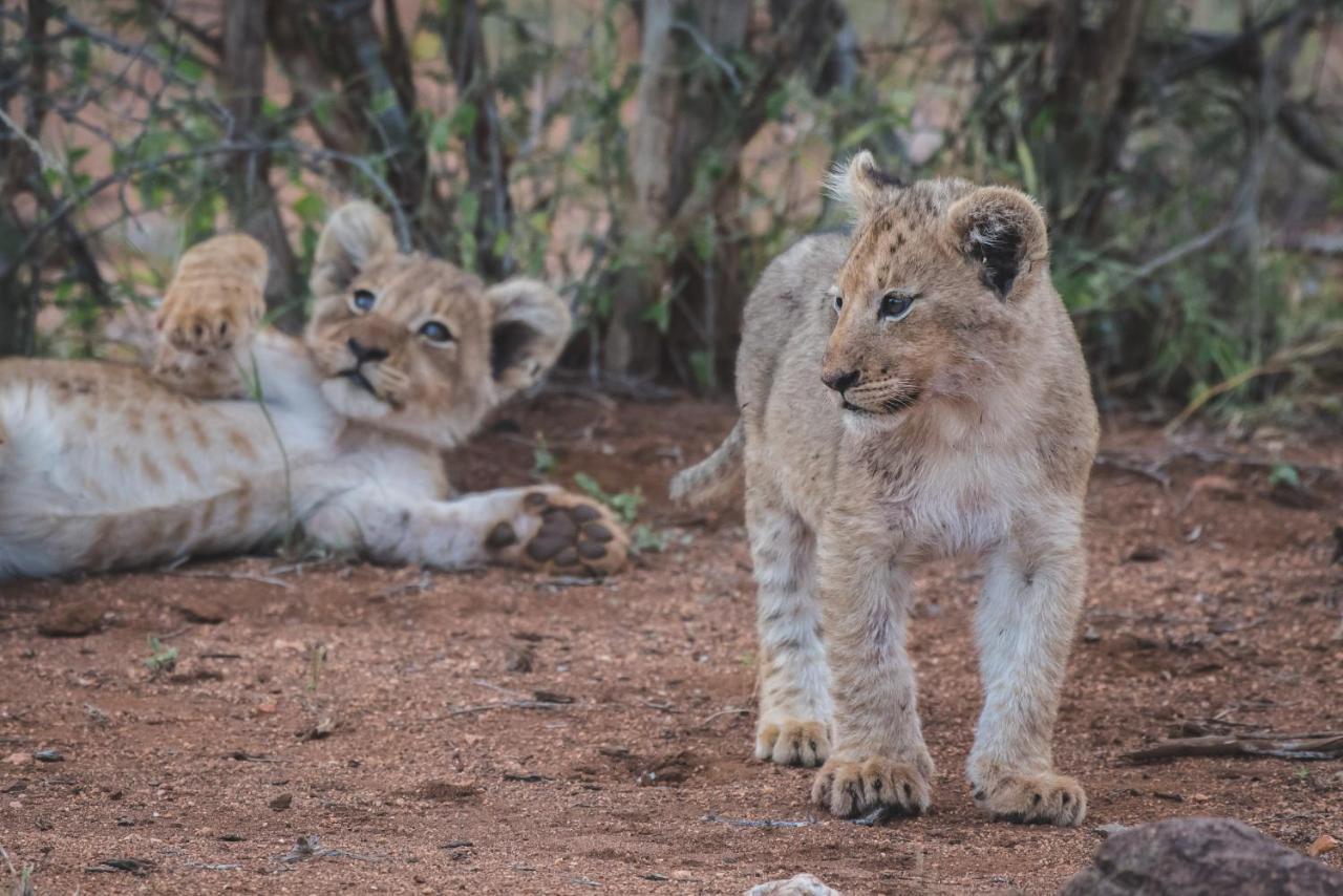 Ku Sungula Safari Lodge Khu bảo tồn Khu bảo tồn Balule Game Reserve Ngoại thất bức ảnh