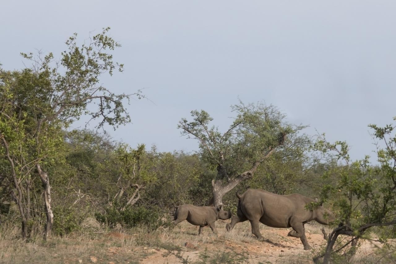 Ku Sungula Safari Lodge Khu bảo tồn Khu bảo tồn Balule Game Reserve Ngoại thất bức ảnh